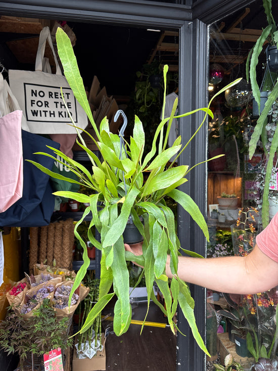 Epiphyllum ‘Pumilum’ cactus in 14cm pot outside Urban Tropicana plant shop in Chiswick, London