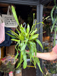 Epiphyllum ‘Pumilum’ cactus in 14cm pot outside Urban Tropicana plant shop in Chiswick, London