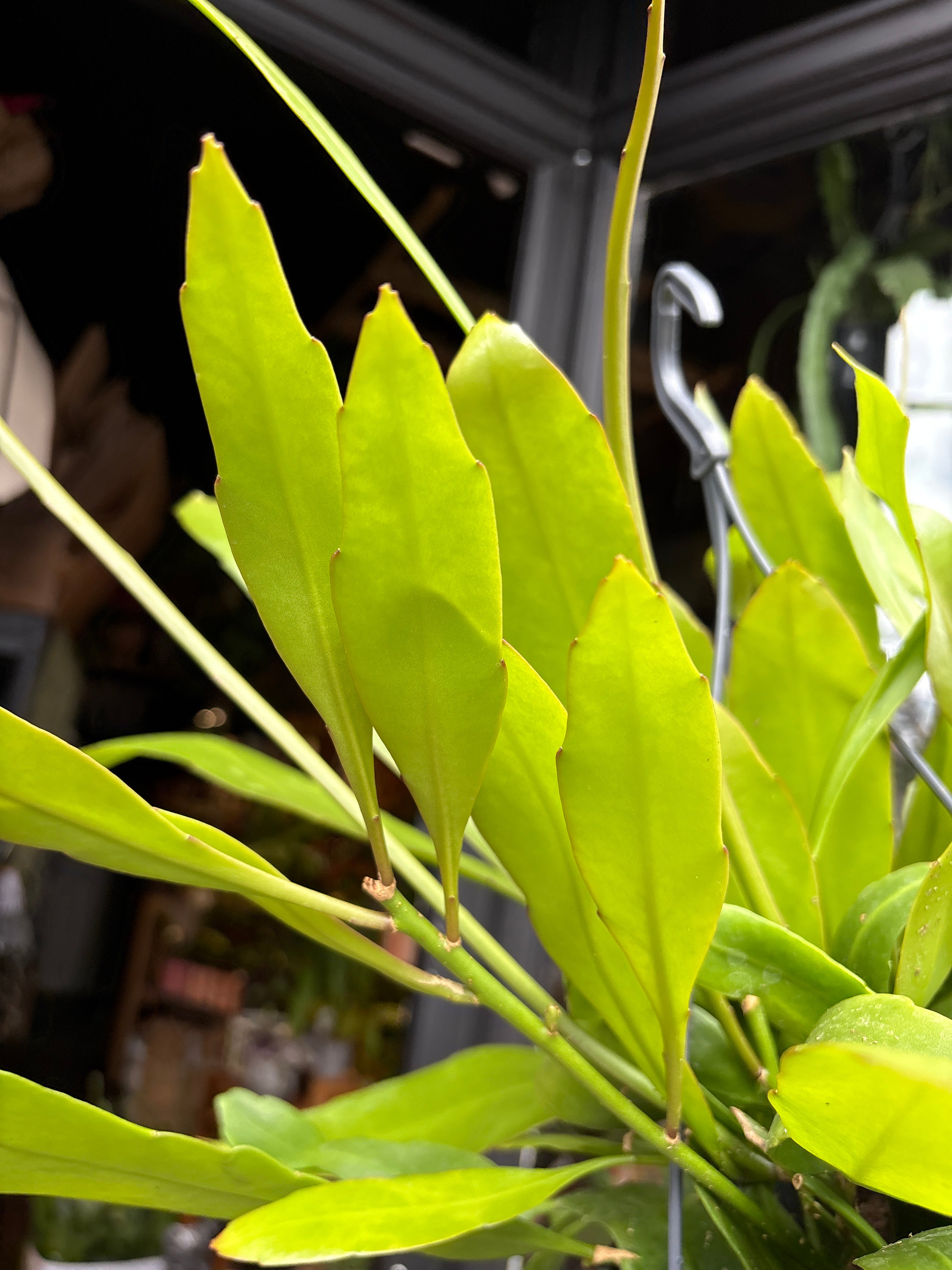 Epiphyllum 'pumilum' - House Plants - Plant Shop - Urban Tropicana