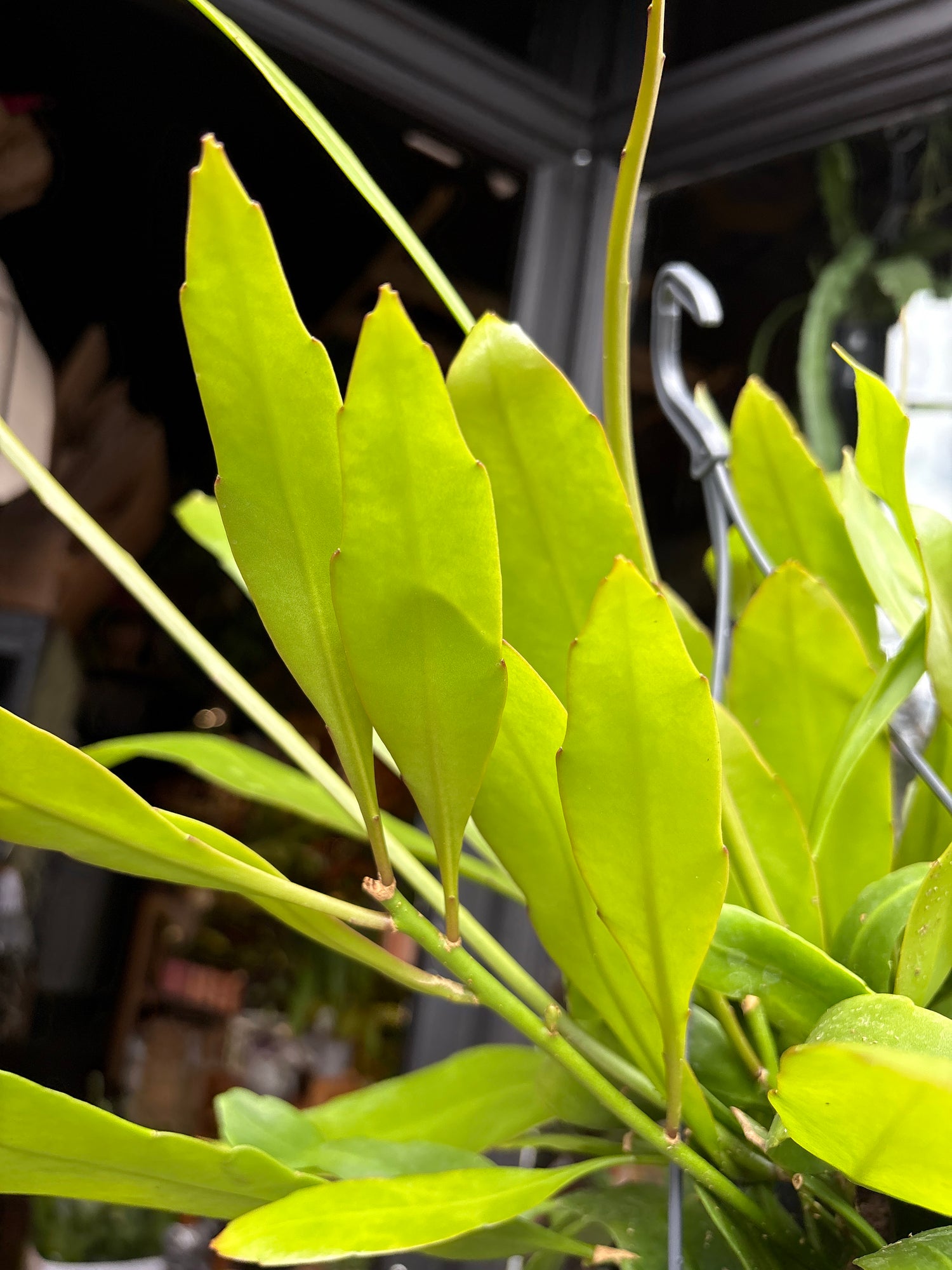 Epiphyllum ‘Pumilum’ cactus in 14cm pot outside Urban Tropicana plant shop in Chiswick, London