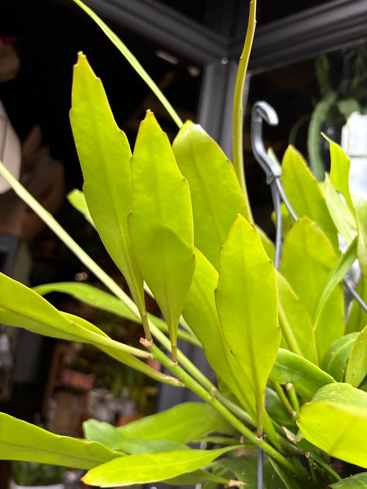 Epiphyllum ‘Pumilum’ cactus in 14cm pot outside Urban Tropicana plant shop in Chiswick, London