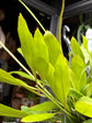 Epiphyllum ‘Pumilum’ cactus in 14cm pot outside Urban Tropicana plant shop in Chiswick, London