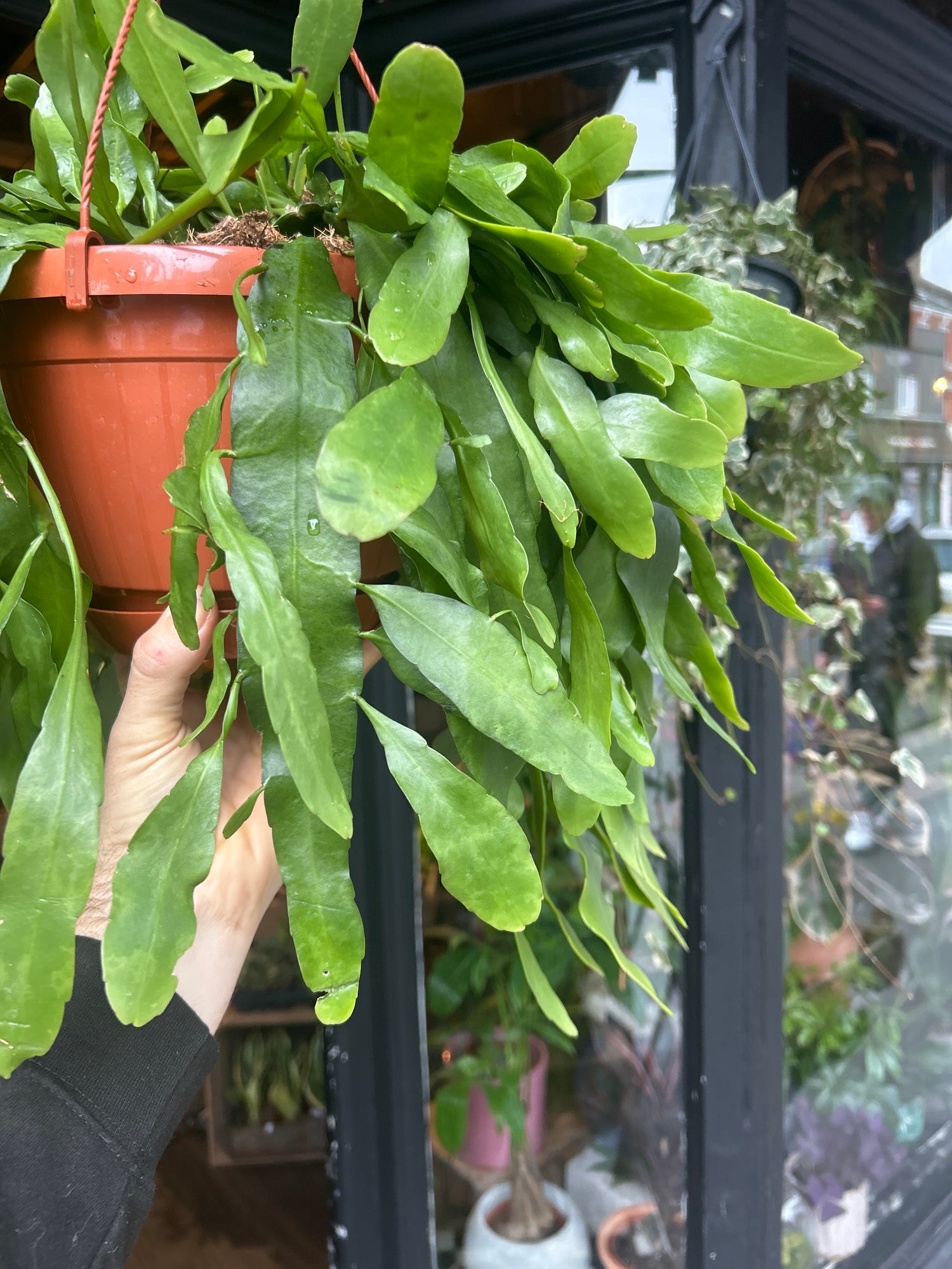 An Epiphyllum_pumilum plant in front of Urban Tropicana’s Plant Shop in Chiswick London