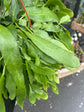 An Epiphyllum_pumilum plant in front of Urban Tropicana’s Plant Shop in Chiswick London