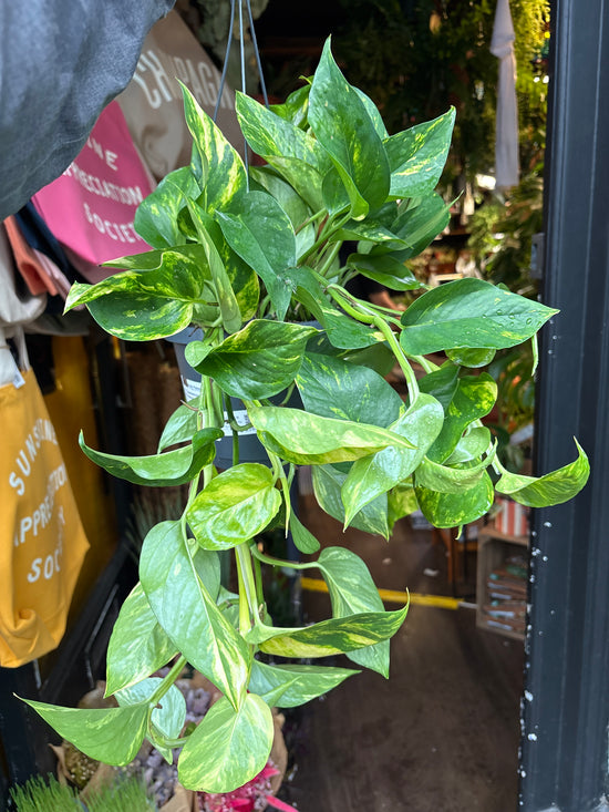 
A Epipremnum Aureum devils Ivy plant in front of Urban Tropicana’s plant shop in Chiswick, London