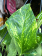 
A Epipremnum Aureum devils Ivy plant in front of Urban Tropicana’s plant shop in Chiswick, London