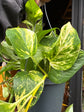 
A Epipremnum Aureum devils Ivy plant in front of Urban Tropicana’s plant shop in Chiswick, London