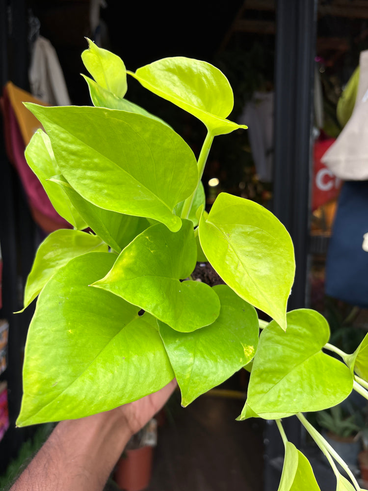 Epipremnum Aureum, also known as Golden Pothos, outside Urban Tropicana’s store in Chiswick, London