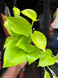 Epipremnum Aureum, also known as Golden Pothos, outside Urban Tropicana’s store in Chiswick, London