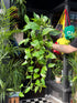 An Epipremnum Aureum plant, also know as a Devils Ivy, in front of Urban Tropicana&