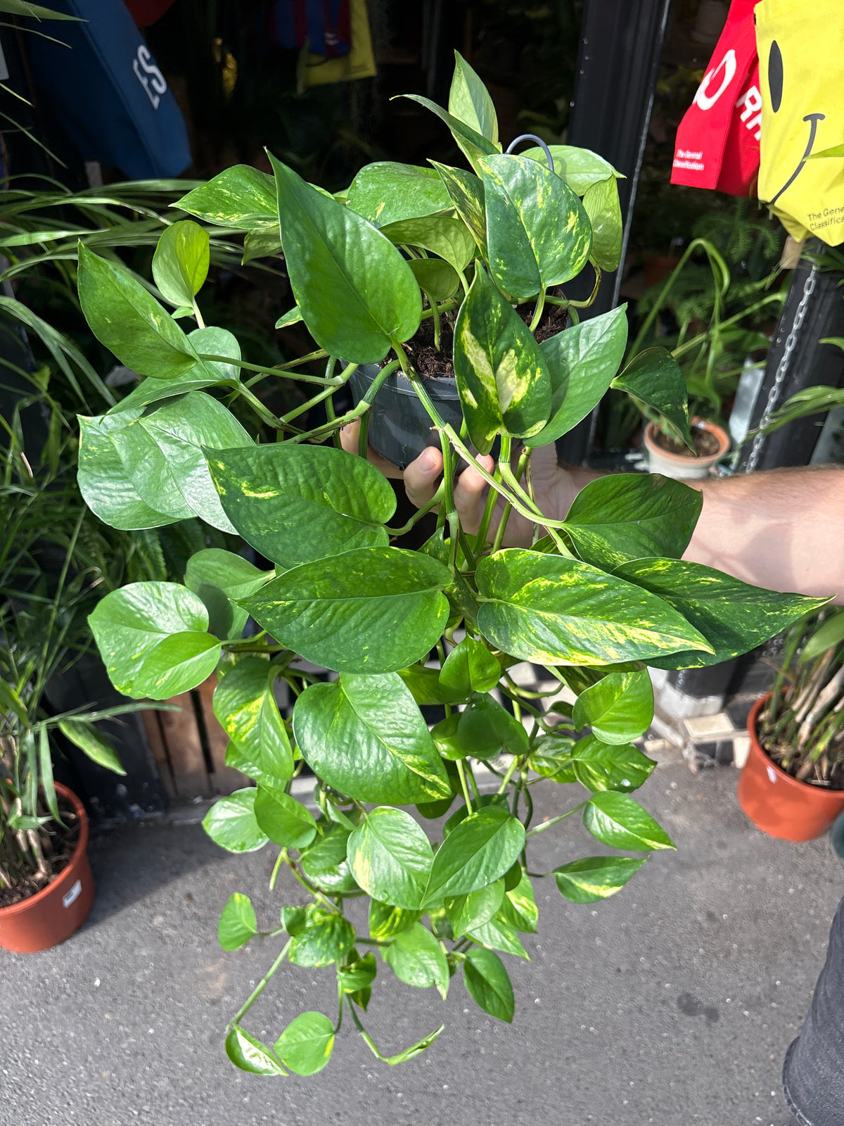 An Epipremnum Aureum plant, also know as a Devils Ivy, in front of Urban Tropicana&