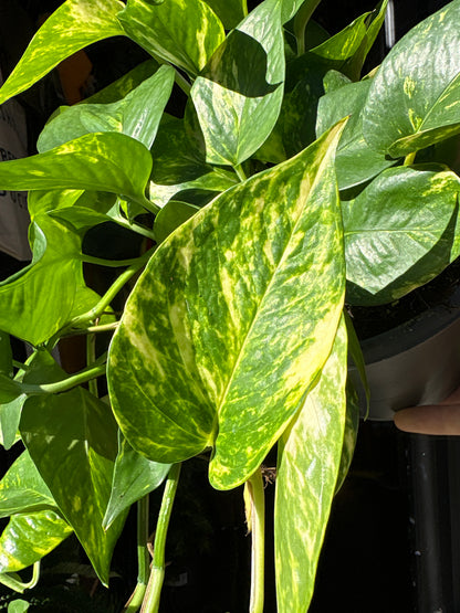 Epipremnum ‘Aureum’ Hawaiian in a 17cm pot outside Urban Tropicana in Chiswick London