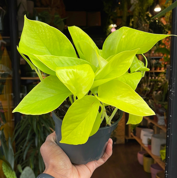 Epipremnum aureum ‘Neon’ houseplant outside Urban Tropicana plant shop in Chiswick, London