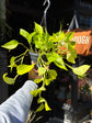 Epipremnum aureum ‘Neon’ houseplant outside Urban Tropicana plant shop in Chiswick, London