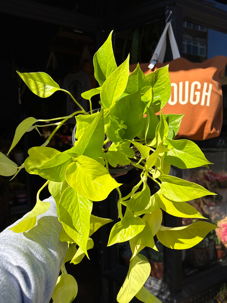 Epipremnum aureum ‘Neon’ houseplant outside Urban Tropicana plant shop in Chiswick, London