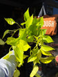 Epipremnum aureum ‘Neon’ houseplant outside Urban Tropicana plant shop in Chiswick, London