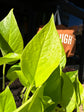 Epipremnum aureum ‘Neon’ houseplant outside Urban Tropicana plant shop in Chiswick, London