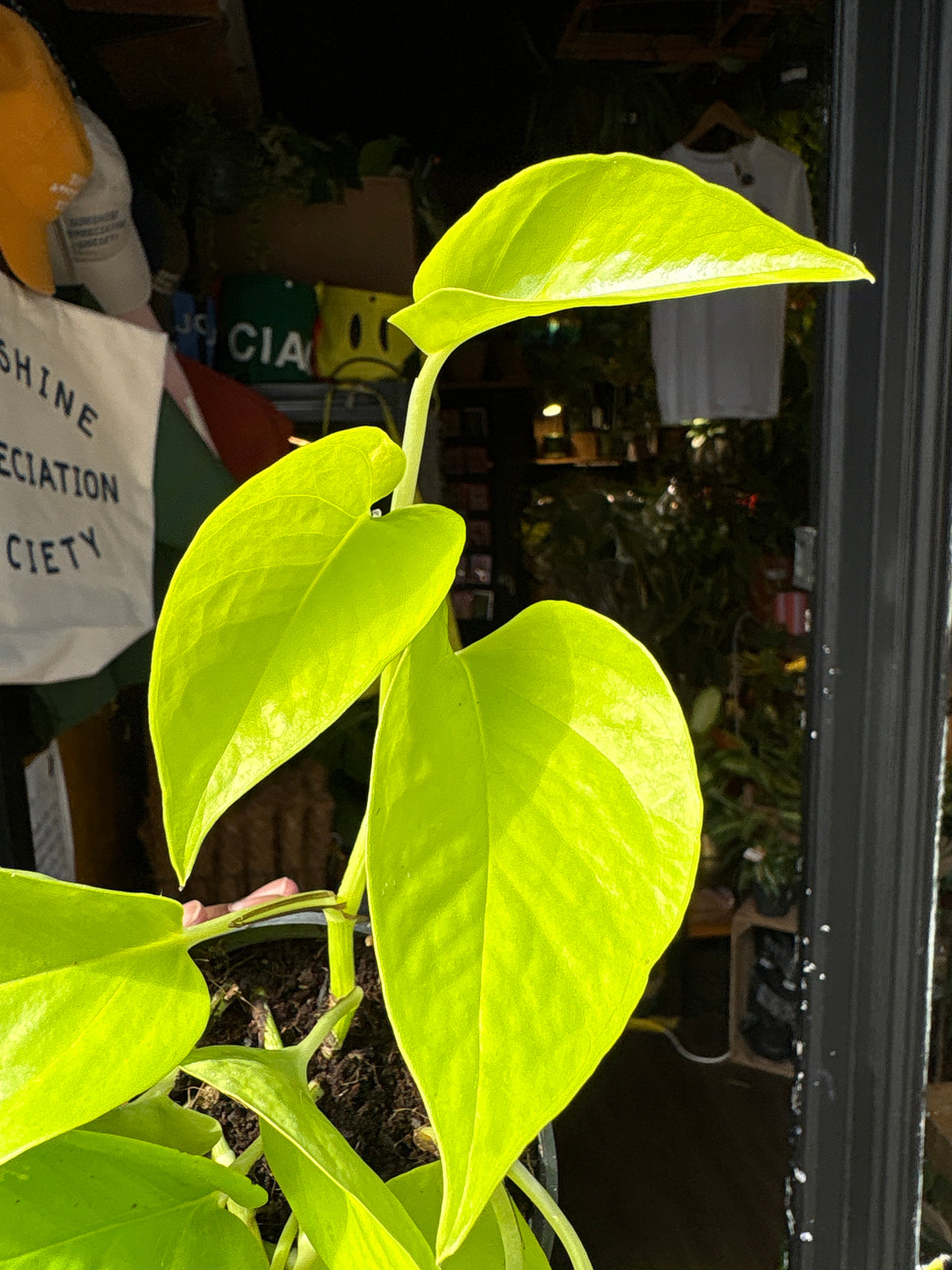 Epipremnum Aureum, also known as Golden Pothos, outside Urban Tropicana’s store in Chiswick, London