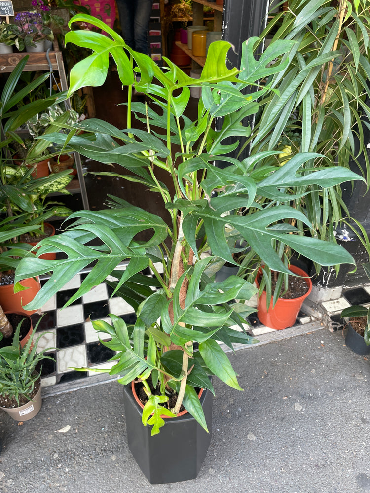 An Epipremnum Baltic Blue plant in front of Urban Tropicana&