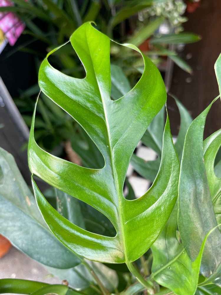 An Epipremnum Baltic Blue leaf in front of Urban Tropicana&