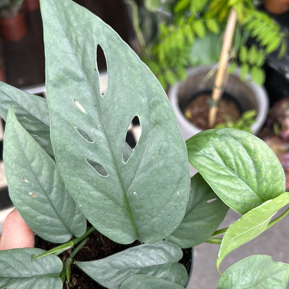 A Epipremnum Cebu Blue plant also know as a pothos in front of Urban Tropicana&