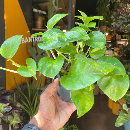 A Epipremnum Global Green plant, also known as a Global Green pothos, in front of Urban Tropicana&