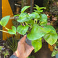A Epipremnum Global Green plant, also known as a Global Green pothos, in front of Urban Tropicana&