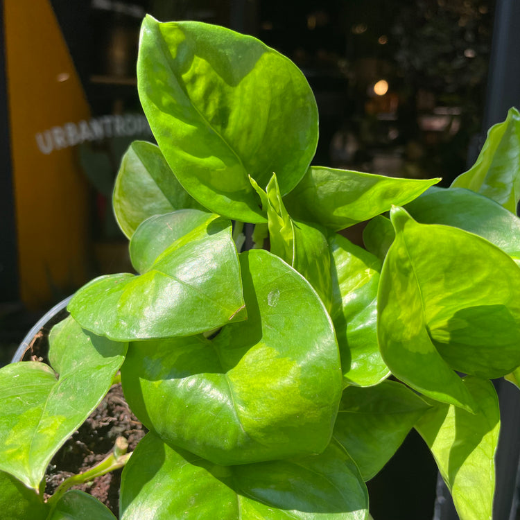 A Epipremnum Global Green plant, also known as a Global Green pothos, in front of Urban Tropicana&