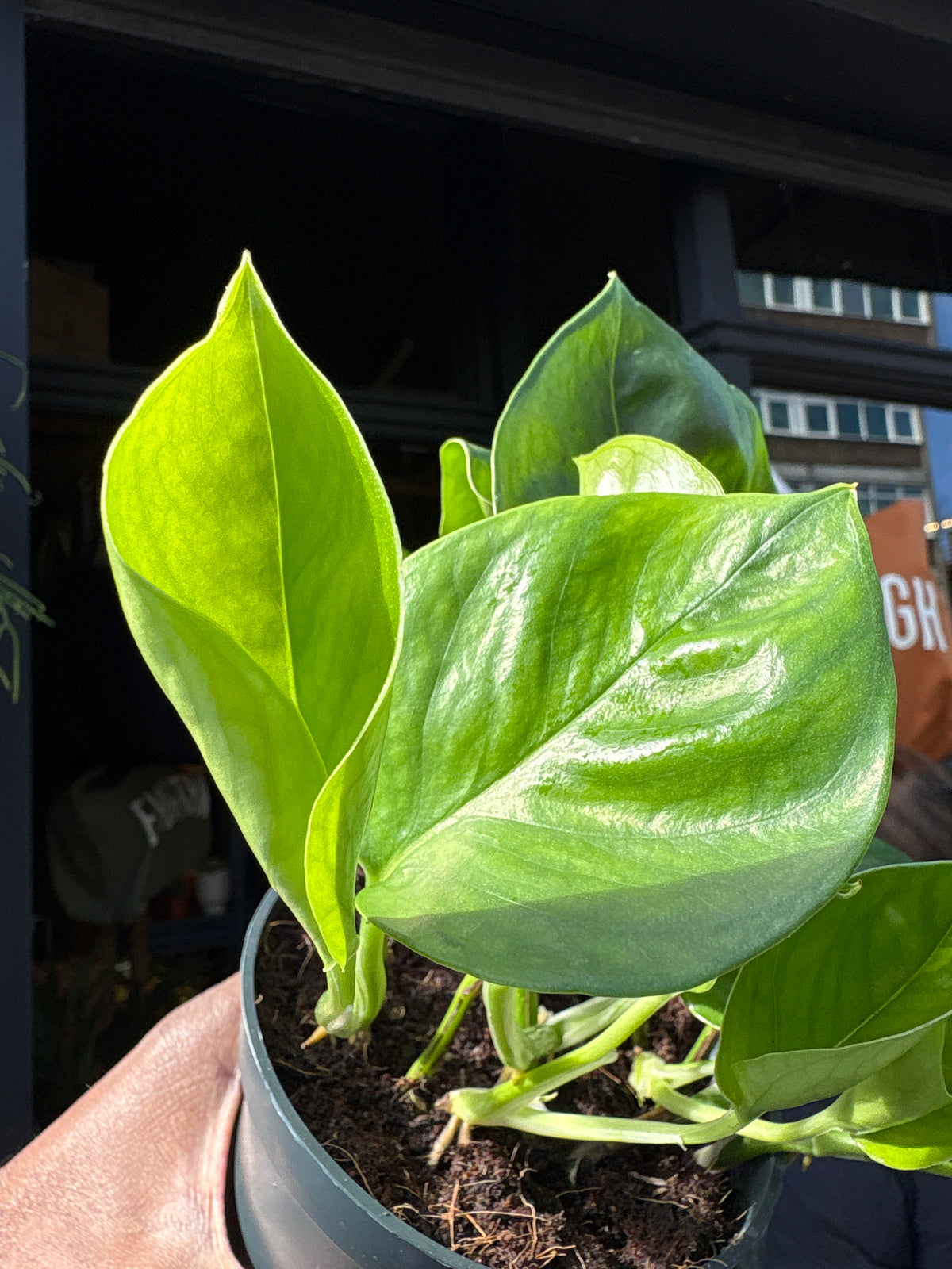 A Epipremnum Global Green plant, also known as a Global Green pothos, in front of Urban Tropicana&