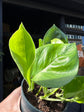A Epipremnum Global Green plant, also known as a Global Green pothos, in front of Urban Tropicana&