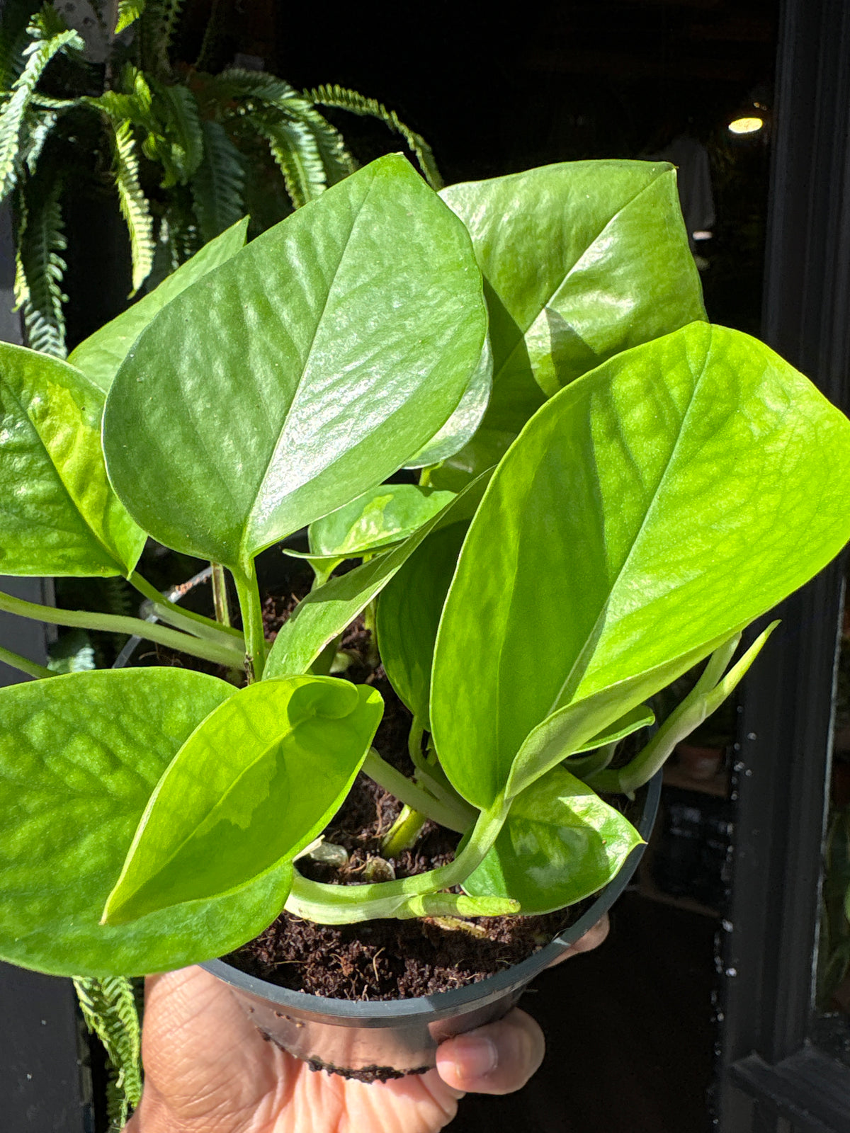 A Epipremnum Global Green plant, also known as a Global Green pothos, in front of Urban Tropicana&
