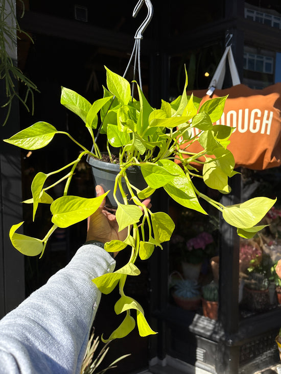 Epipremnum aureum ‘Golden Pothos’ with trailing vines and heart-shaped green leaves variegated with golden-yellow tones, displayed in a nursery pot at Urban Tropicana plant shop, Chiswick