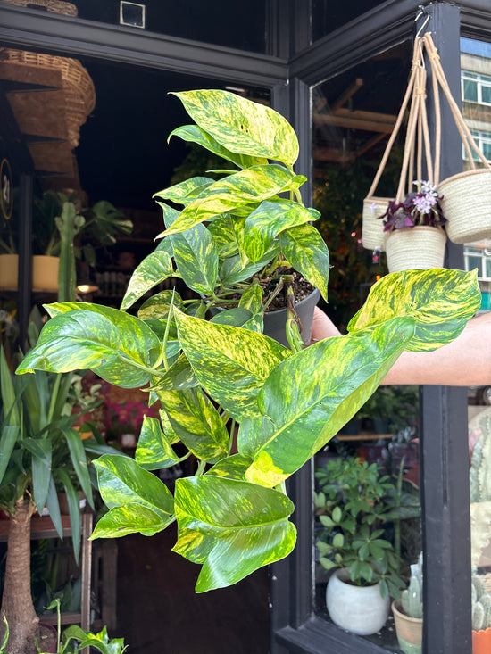 A Epipremnum Goldfinger plant in front of Urban Tropicana’s Plant Shop in Chiswick London
