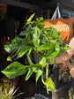 Epipremnum ‘Goldfinger’ with trailing vines and glossy green leaves splashed with bright golden-yellow variegation, displayed in a nursery pot at Urban Tropicana plant shop, Chiswick, London