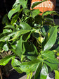 Epipremnum ‘Goldfinger’ with trailing vines and glossy green leaves splashed with bright golden-yellow variegation, displayed in a nursery pot at Urban Tropicana plant shop, Chiswick, London