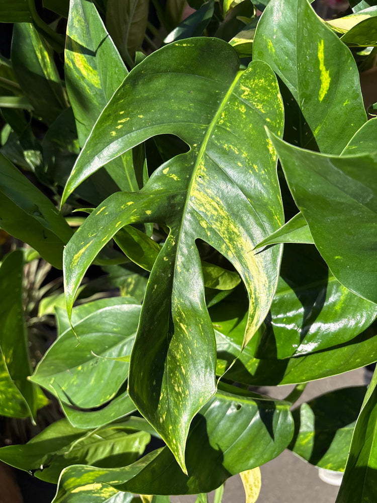 Epipremnum ‘Goldfinger’ with trailing vines and glossy green leaves splashed with bright golden-yellow variegation, displayed in a nursery pot at Urban Tropicana plant shop, Chiswick, London