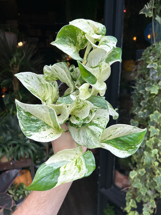 An Epipremnum Happy Leaf Manjula Pothos outside Urban Tropicana’s houseplant store in Chiswick, West London