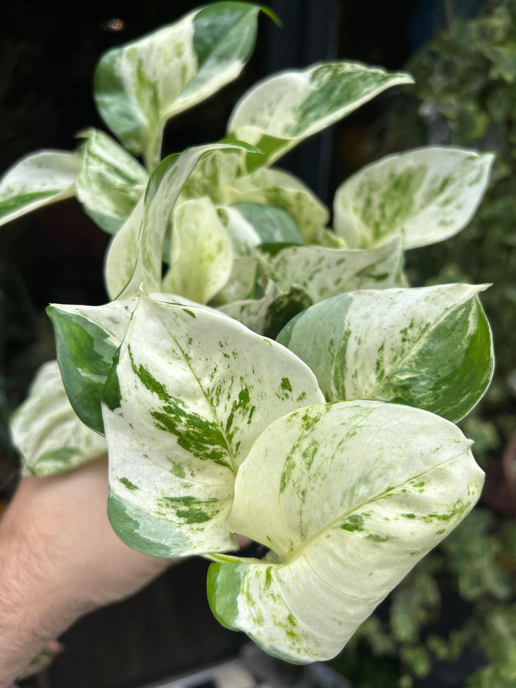 An Epipremnum Happy Leaf Manjula Pothos outside Urban Tropicana’s houseplant store in Chiswick, West London