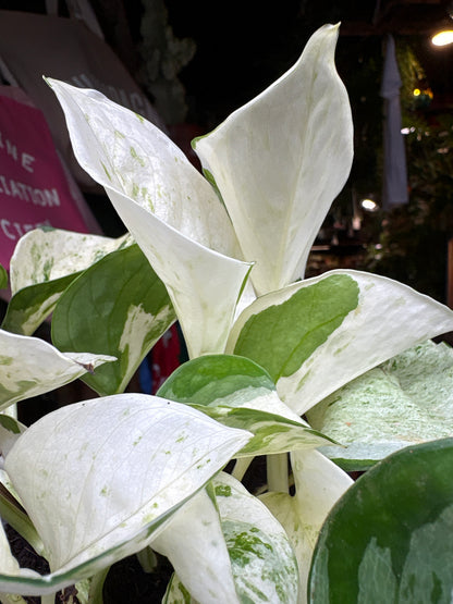 An Epipremnum Happy Leaf Manjula Pothos outside Urban Tropicana’s houseplant store in Chiswick, West London