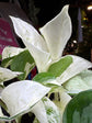 An Epipremnum Happy Leaf Manjula Pothos outside Urban Tropicana’s houseplant store in Chiswick, West London
