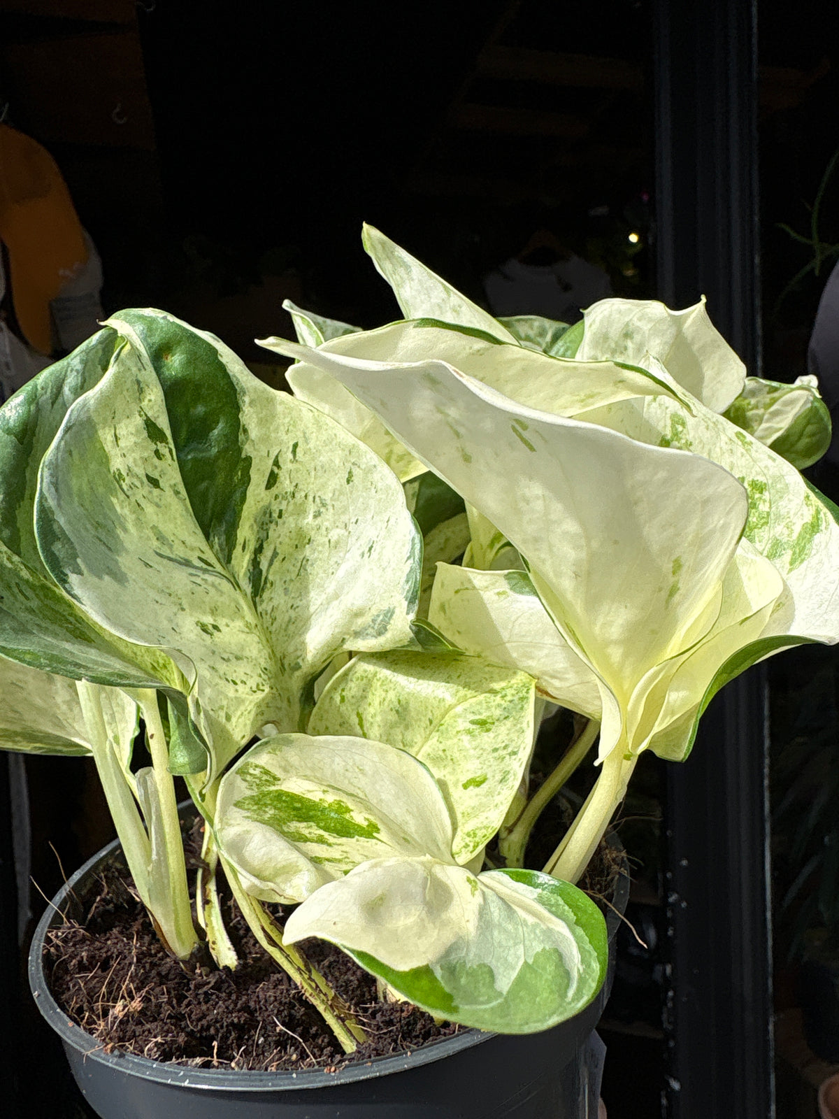 An Epipremnum Happy Leaf Manjula Pothos outside Urban Tropicana’s houseplant store in Chiswick, West London