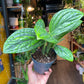 A Epipremnum Marble Planet plant in front of Urban Tropicana&