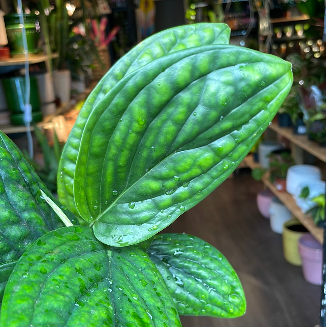 A Epipremnum Marble Planet plant in front of Urban Tropicana&