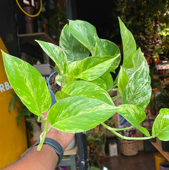 An Epipremnum Marble Queen plant, also known as a Marble Queen Pothos, in front of Urban Tropicana&