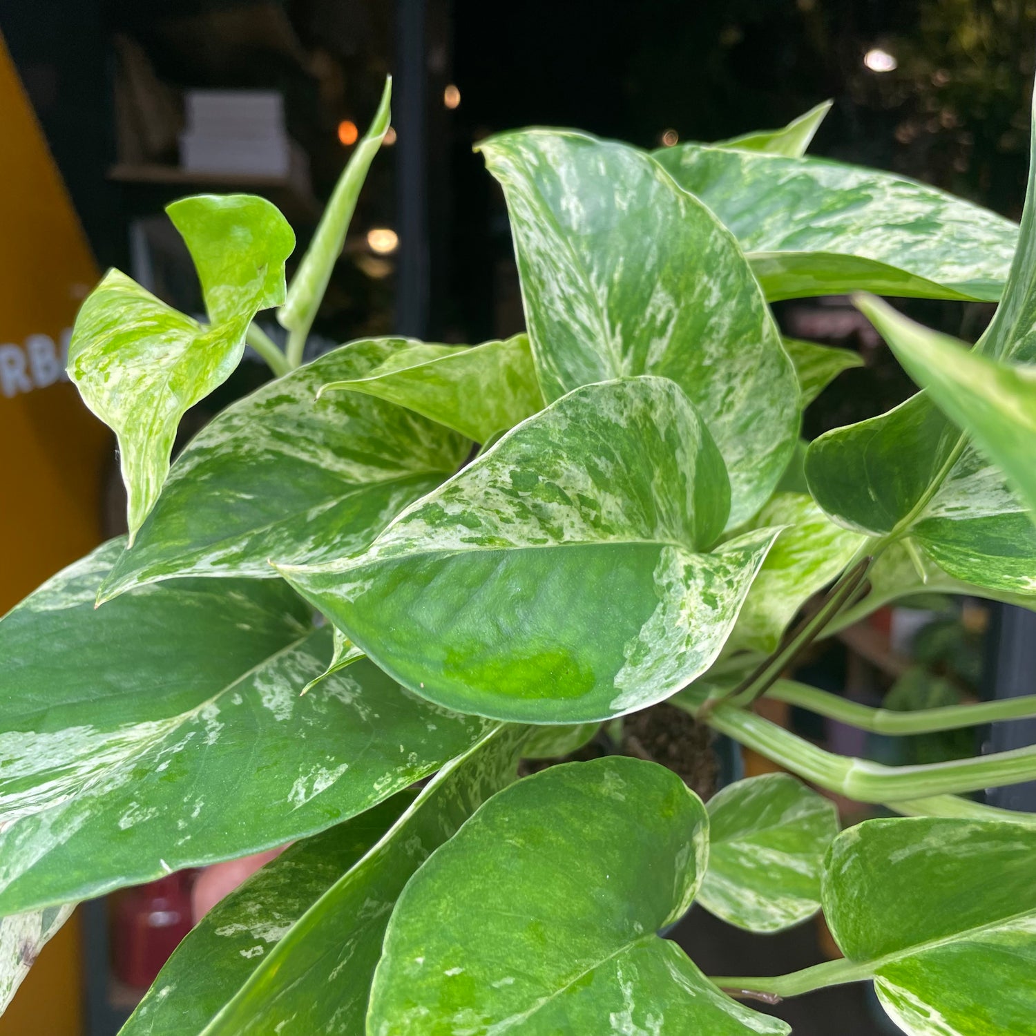 An Epipremnum Marble Queen plant, also known as a Marble Queen Pothos, in front of Urban Tropicana&