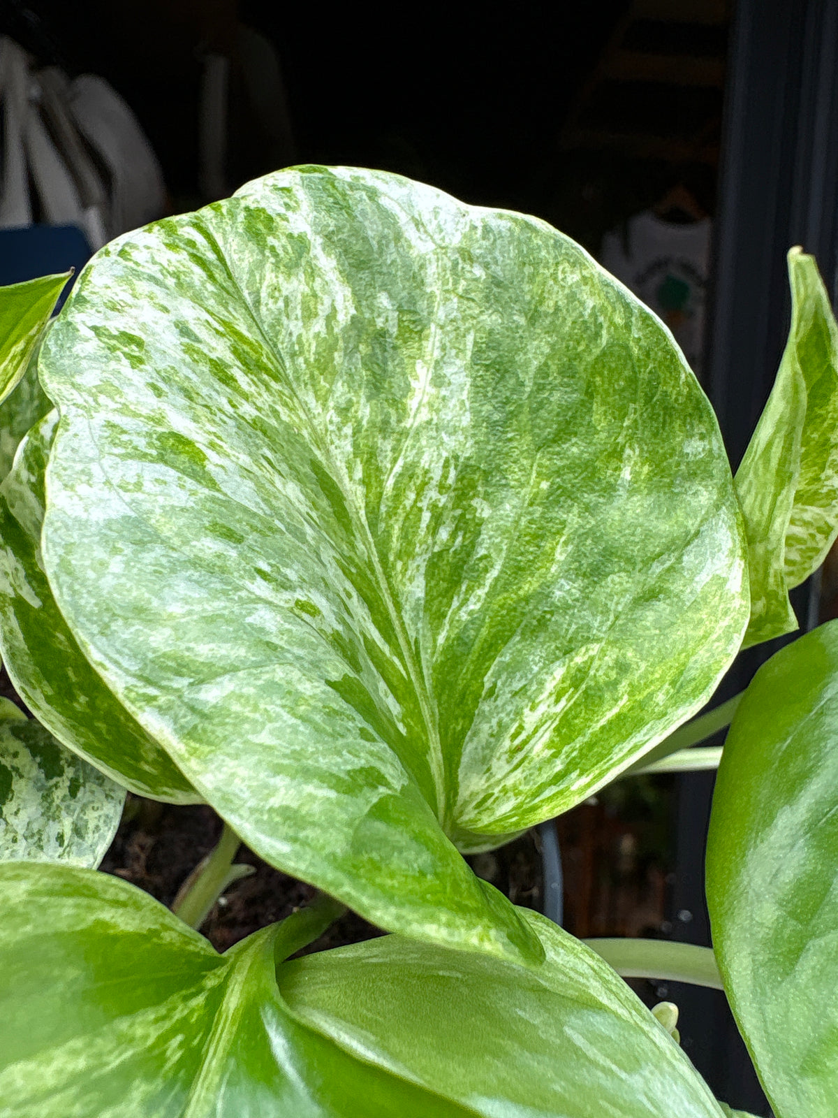 An Epipremnum Marble Queen plant, also known as a Marble Queen Pothos, in front of Urban Tropicana&