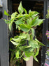 A Epipremnum Marble Queen plant, also known as a pothos with green and white variegated leaves, in front of Urban Tropicana&