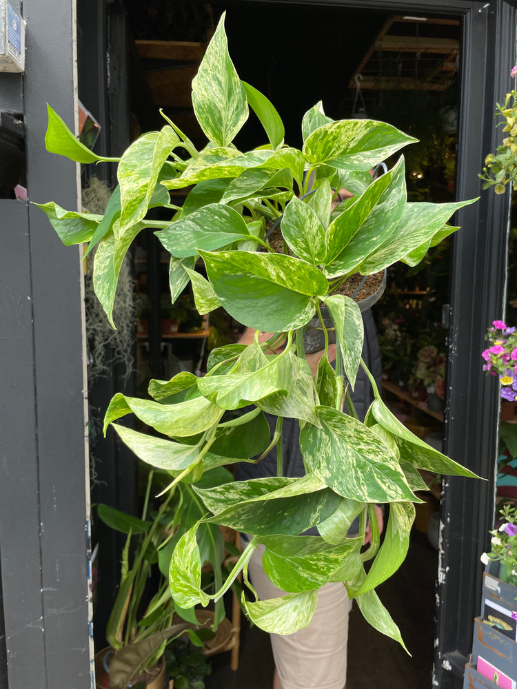 A Epipremnum Marble Queen plant, also known as a pothos with green and white variegated leaves, in front of Urban Tropicana&