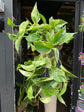 A Epipremnum Marble Queen plant, also known as a pothos with green and white variegated leaves, in front of Urban Tropicana&