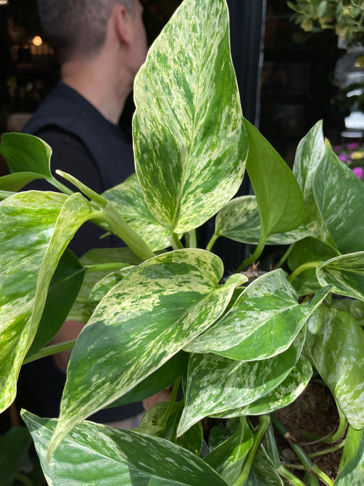 A Epipremnum Marble Queen plant, also known as a pothos with green and white variegated leaves, in front of Urban Tropicana&
